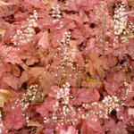 X Heucherella 'Redstone FALLS' - Purperklokje