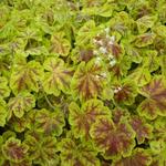 X Heucherella 'Solar Eclipse' - Purperklokje