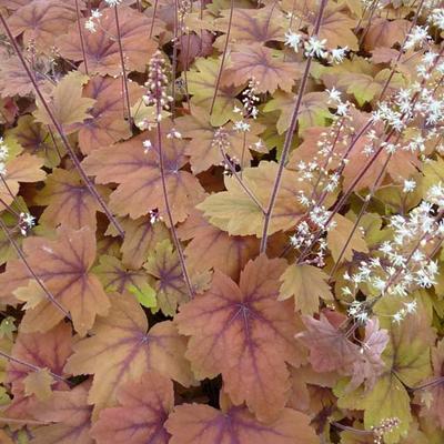 x Heucherella 'Sweet Tea' - Purperklokje