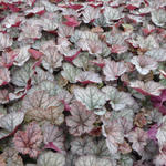 X Heucherella 'Twilight' - Purperklokje