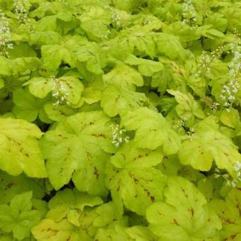 X Heucherella 'Yellowstone FALLS'