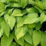 Hosta 'Fortunei Albopicta'  - Hartlelie