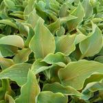 Hosta 'Abba Dabba Do' - Hartlelie