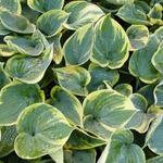 Hosta 'Aristocrat'  - Hartlelie/Funkia