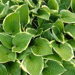 Hartlelie - Hosta fortunei 'Aureomarginata'