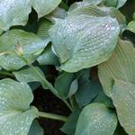 Hosta 'Blue Angel' - Hartlelie