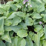 Hosta 'Blue Cadet' - Hartlelie