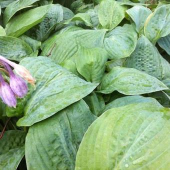 Hosta 'Blue Mammoth'