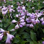 Hosta 'Blue Mouse Ears' - Hartlelie/Funkia