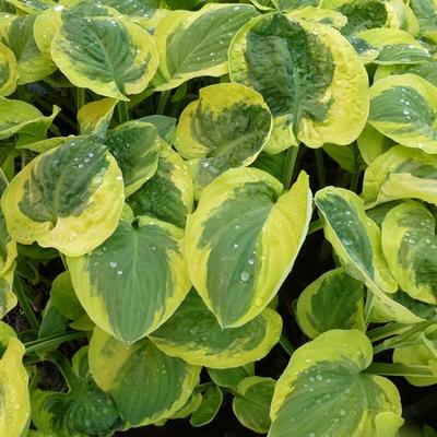 Hartlelie/Funkia - Hosta 'Carnival'