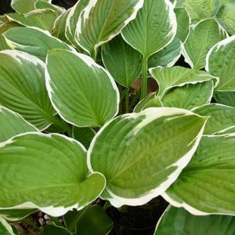 Hosta 'Carol'