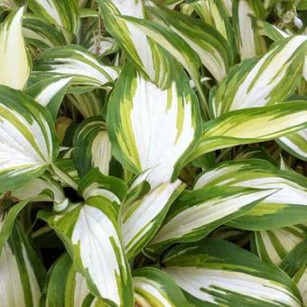 Hosta 'Cascades'