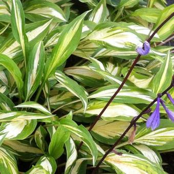 Hosta 'Cherry Berry'