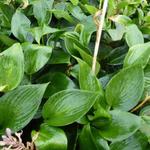 Hosta  'Devon Green' - Hartlelie/Funkia