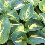 Hosta 'Dream Weaver' - Hartlelie/Funkia