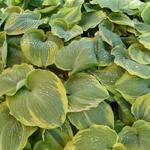 Hosta 'Earth Angel' - Hartlelie/Funkia