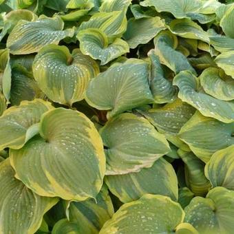 Hosta 'Earth Angel'