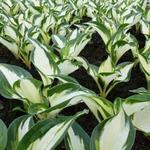 Hosta 'Fire and Ice' - Hartlelie