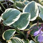 Hosta 'First Frost' - Hartlelie/Funkia