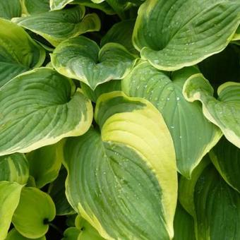 Hosta 'Fragrant Dream'