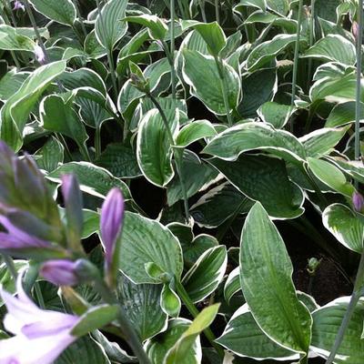 Hosta fortunei 'Francee' - Hartlelie / Funkia