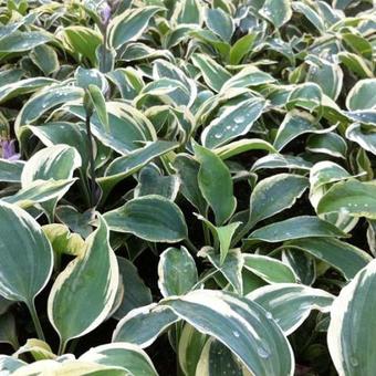 Hosta 'Great Escape'