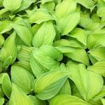 Hosta 'Guacamole' - Hartlelie/Funkia - Hosta 'Guacamole'