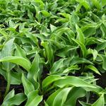 Hosta 'Harry van Trier' - Hartlelie/Funkia - Hosta 'Harry van Trier'