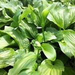 Hosta 'Honeybells' - Hartlelie