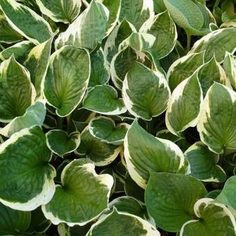 Hosta 'Independence'