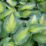 Hosta 'June' - Hartlelie/Funkia