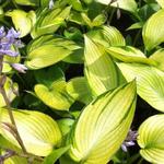 Hosta 'June Fever' - Hartlelie/Funkia