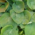 Hosta 'Jurassic Park' - Hartlelie - Hosta 'Jurassic Park'