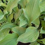 Hosta 'Krossa Regal' - Hartlelie/Funkia - Hosta 'Krossa Regal'