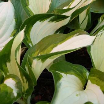 Hosta 'Loyalist'