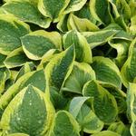 Hosta 'Mama Mia' - Hartlelie/Funkia