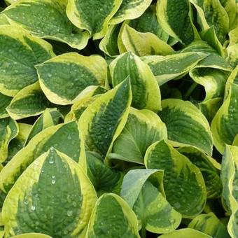 Hosta 'Mama Mia'