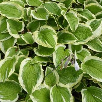 Hosta 'Mildred Seaver'