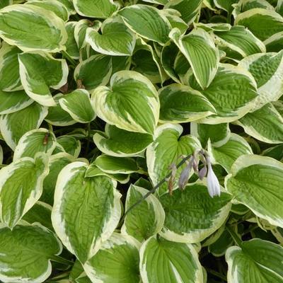 Hartlelie/Funkia - Hosta 'Mildred Seaver'