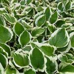 Hosta 'Minuteman' - Hartlelie/Funkia