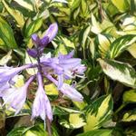 Hosta 'Morning Light'  - Hartlelie/Funkia