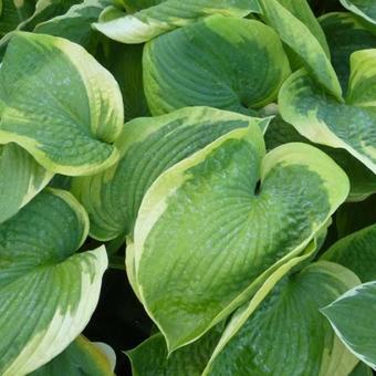 Hosta 'Olive Bailey Langdon'