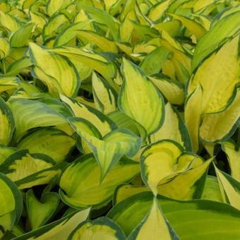 Hosta 'Orange Marmalade'