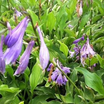 Hosta 'Outhouse Delight'