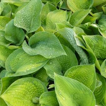 Hosta 'Paradigm'