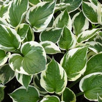 Hosta 'Patriot'