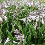 Hosta 'Praying Hands' - Hartlelie/Funkia