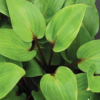 Hosta 'Purple Heart'