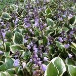 Hosta 'Queen Josephine' - Hartlelie/Funkia