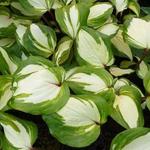 Hosta 'Raspberry Sundae' - Hartlelie